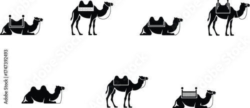 Silhouette of camels with saddles in different postures, desert travel animals, cultural transportation design, traditional caravan vector artwork illustration