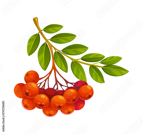 Cartoon rowan berry branch autumn tree with leaves. Red fall hawthorn, rowanberry or ashberry plant food for bird. Scarlet mountain ash with green foliage