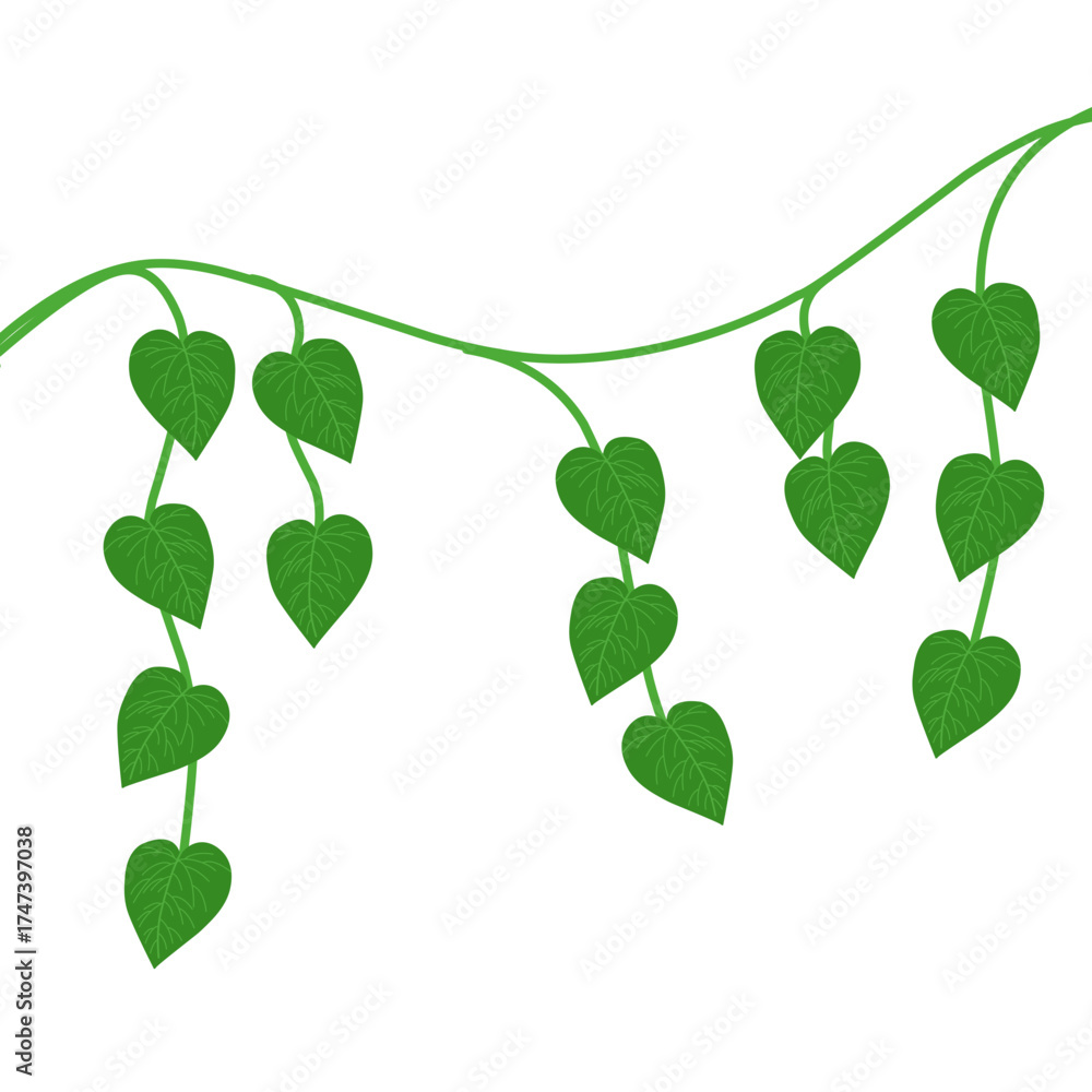 Obraz premium Illustration of betel leaf plant. Illustration of climbing leaf decoration. Illustration of green leaf. Illustration of herbal plant leaf