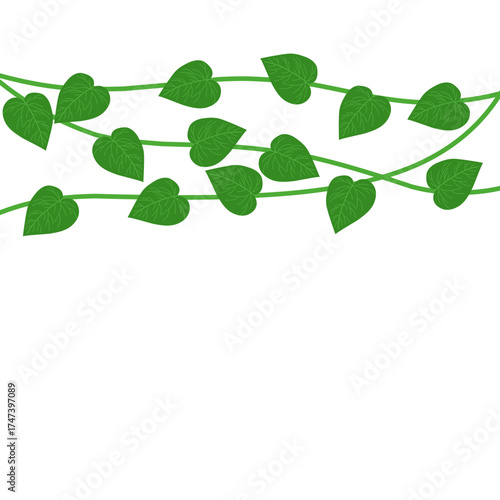 Illustration of betel leaf plant. Illustration of climbing leaf decoration. Illustration of green leaf. Illustration of herbal plant leaf