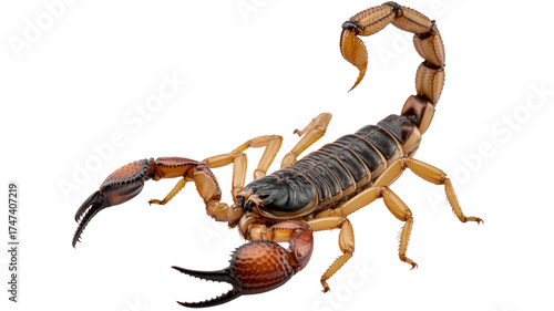 Intense scorpion poised for action with sharp claws and segmented tail