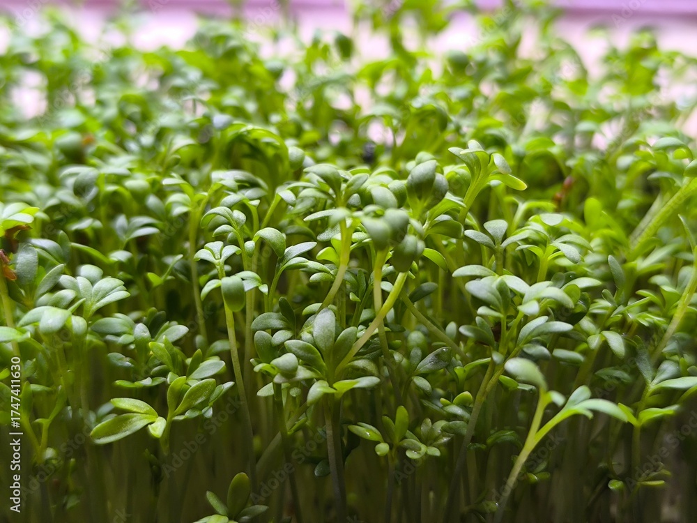 Obraz premium Fresh organic microgreens. Healthy and vegan food concept.