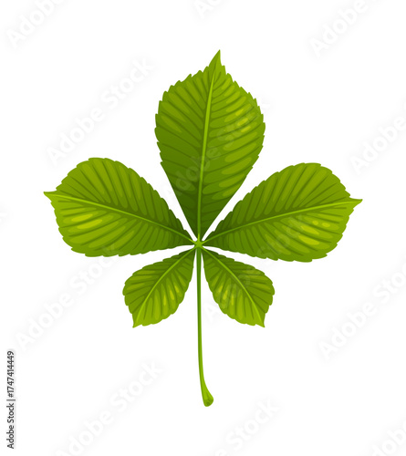 Cartoon chestnut leaf in autumn season. Green and large aesculus tree leaves. Fall buckeye branch or hippocastanum. Palmate emerald conker autumn leaf