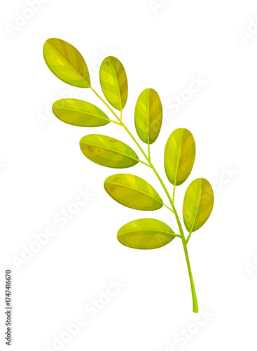 Cartoon robinia pseudoacacia autumn season fall leaves. Green and yellow locust tree branch. Blossom fragrant acacia herb for bee and honey