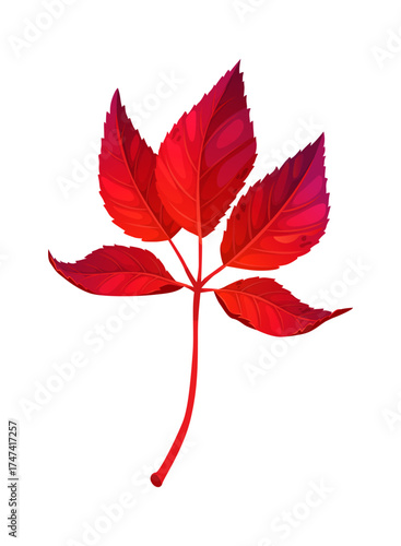Cartoon oriental maple leaf in autumn season. Scarlet fall maple tree bough leaves. Lobed shape leaf for Thanksgiving seasonal holiday
