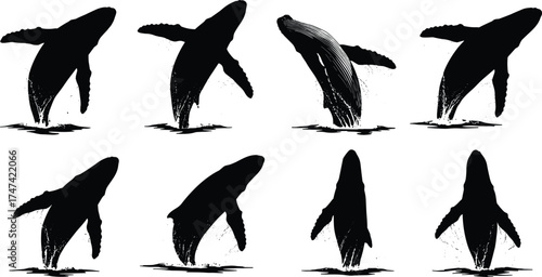 Humpback whale breaching sequence illustration, marine animal silhouette set, ocean wildlife vector design, aquatic nature art, sea life concept 