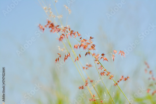 Close-up of Delicate Rose Natal Grass Flowers Against Soft Blue Sky.