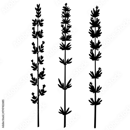 Silhouettes Tall Botanical Plants Minimalist Style