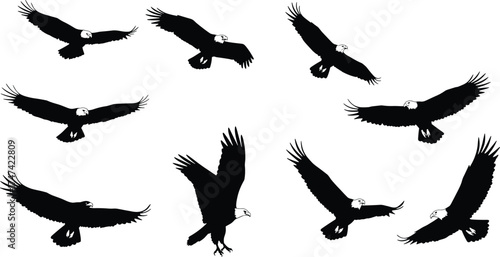 Majestic bald eagles flying in sky, powerful raptor bird silhouettes, freedom wildlife concept, nature background, soaring wings spread illustration