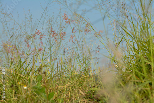 Wild Grass with Pink/Reddish Flowers in a Sunny Meadow.