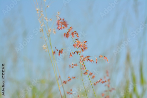 Close-up of Delicate Rose Natal Grass Flowers Against Soft Blue Sky.