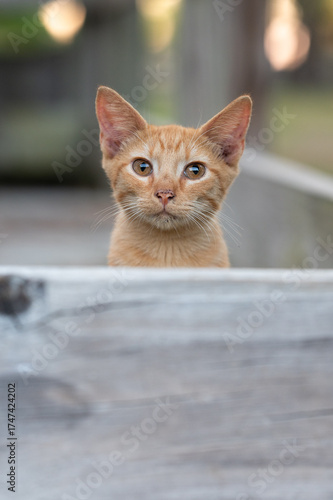 portrait of a kitten