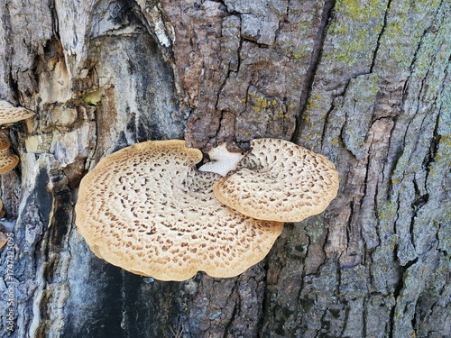 Dryad's Saddle Pheasant Back Mushroom on Tree Bark Stump