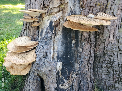 Dryad's Saddle Pheasant Back Mushroom on Tree Bark Stump