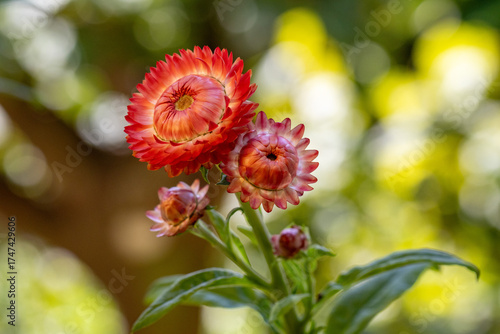 Flor Sempre-viva (Xerochrysum bracteatum) rosa. Jardim	