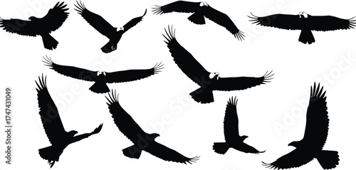 Silhouette of flying eagles in sky, majestic bird illustration, wildlife freedom concept, nature background, soaring raptor wings art design