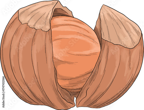 hazelnut Walnut nut color sketch botanical illustration