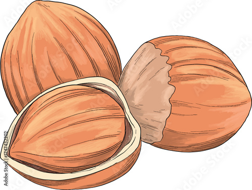 hazelnut Walnut nut color sketch botanical illustration
