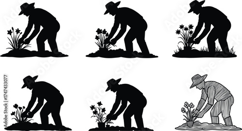 Gardening silhouette, plant care activity, rural lifestyle, flowerbed tending, outdoor work, traditional gardener, springtime horticulture, bending posture, nature interaction, daffodil planting scene