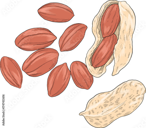 peanut hand drawing color sketch drawing illustration