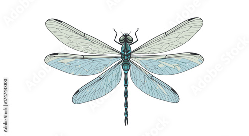 Detailed illustration of a dragonfly with intricate wing patterns against a white background