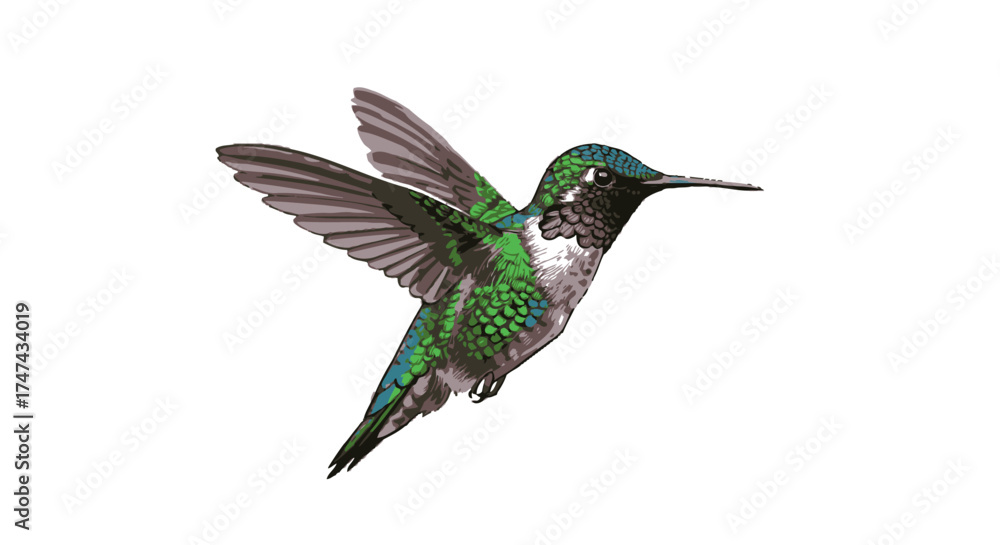 Fototapeta premium Hummingbird in flight isolated on white background for design elements