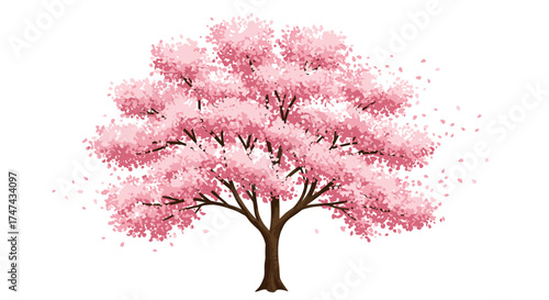 Isolated illustration of a blooming pink cherry blossom tree against white background