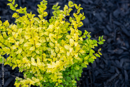 Sunshine Ligustrum offers year-round golden foliage that flourishes in full sun