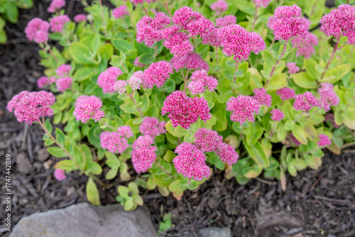 Wallpaper Mural Sedum is an easy-to-grow succulent that comes in a range of sizes, colors and forms.  Torontodigital.ca