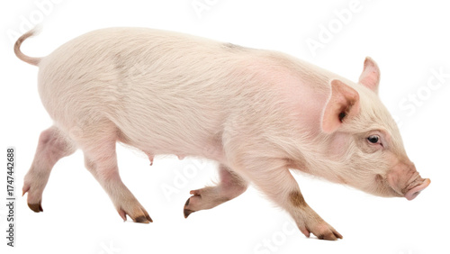 Mini pet pig, isolated on a transparent background PNG
