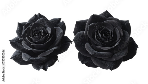 Untitled design - Black Rose Pair, isolated on transparent background