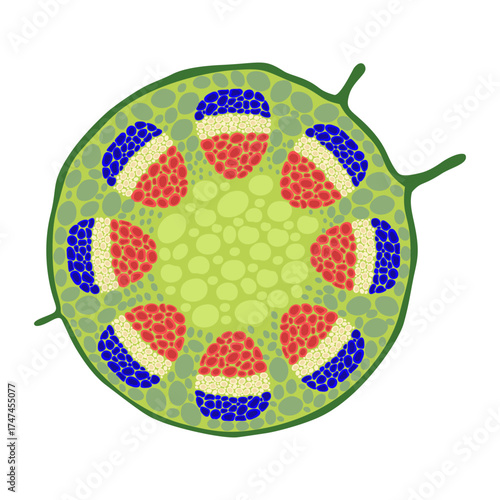 Cross section of dicot stem structure 