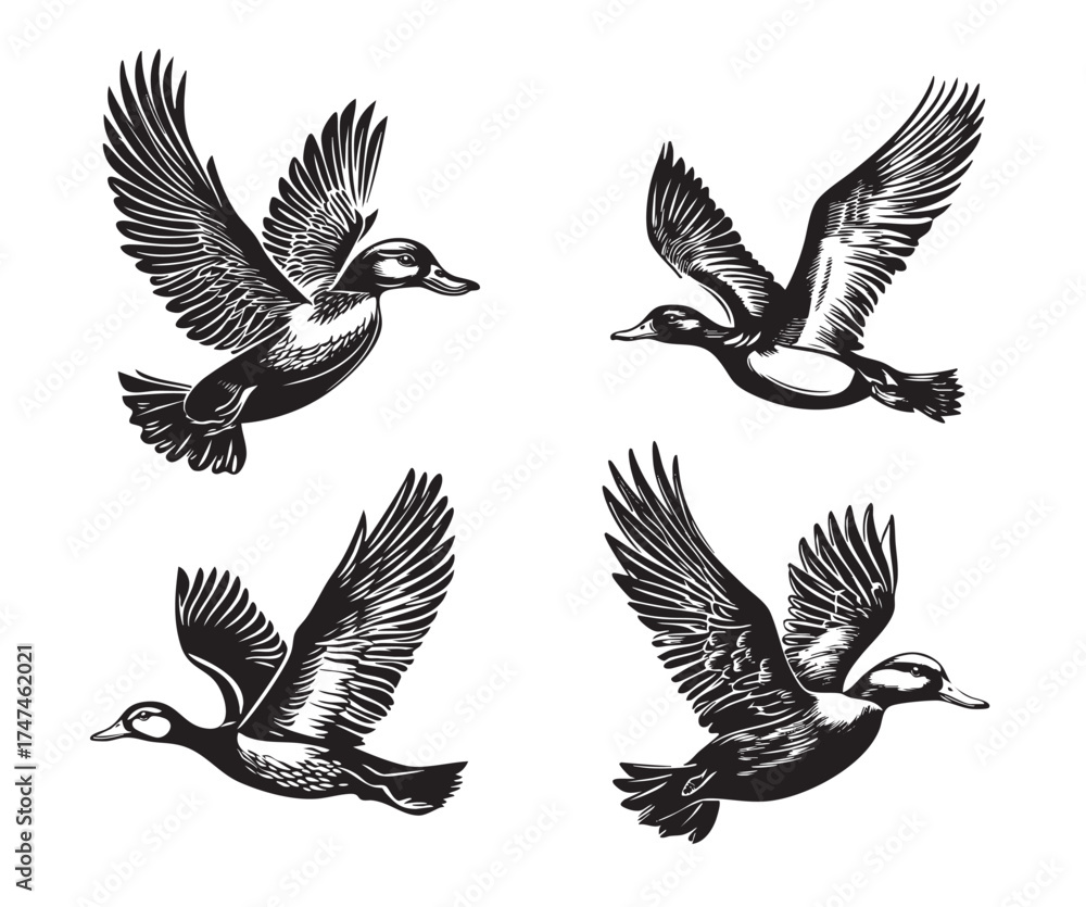 Obraz premium Vector of set of four ducks in flight with wings spread, illustrated in a dramatic black and white woodcut or engraving style.