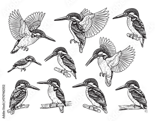 Highly detailed vector set of Kingfisher birds in various flying, diving, and perching poses, in a realistic vintage engraving style. Birds.