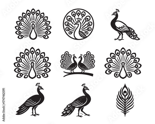 Elegant collection of peacock vector illustrations and feathers, displaying their tail feathers in various stylistic poses. Birds.