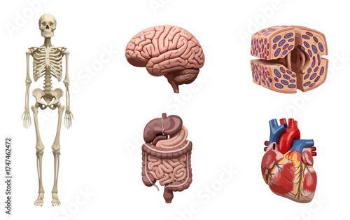 Human body systems anatomy illustration