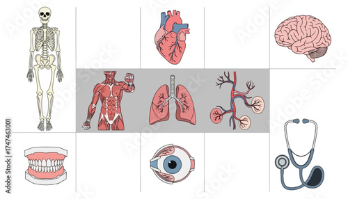 Human body anatomy diagrams