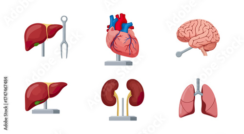 Human internal organs illustration