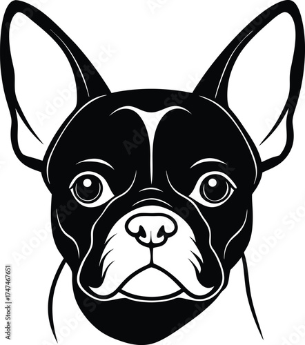 Black And White French Bulldog Face With Distinct Markings portrait