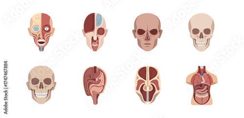 Human anatomy diagrams