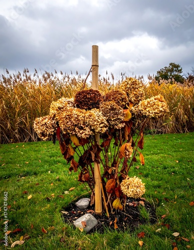 Dried hydrangea flowers and bamboo support in a fall garden