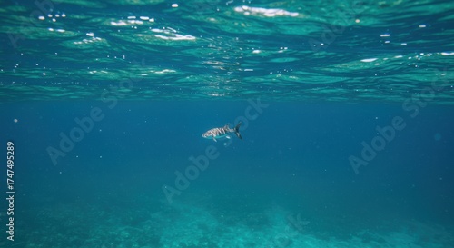 Wallpaper Mural Underwater view of a fish swimming in deep blue ocean water Torontodigital.ca