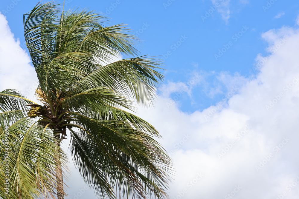 Fototapeta premium Tropical palm tree with blue sky and white clouds abstract background