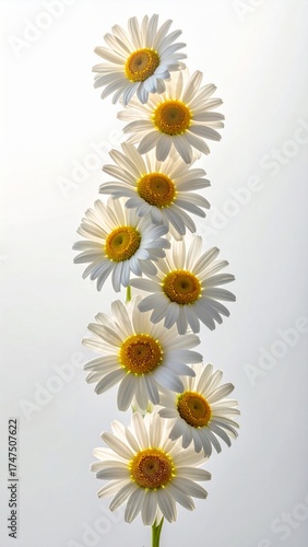 Vertical Array of White Daisies with Yellow Centers on Bright Background
