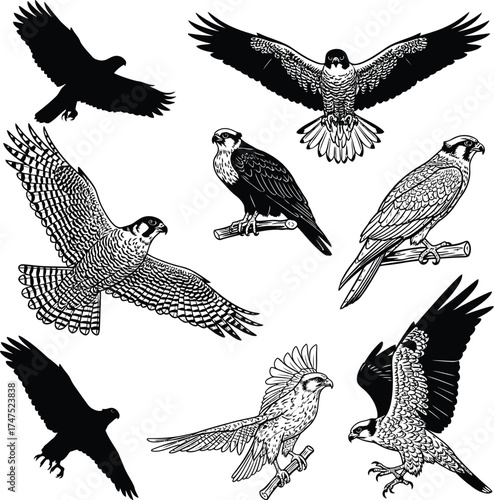 Vector art of falcon species 