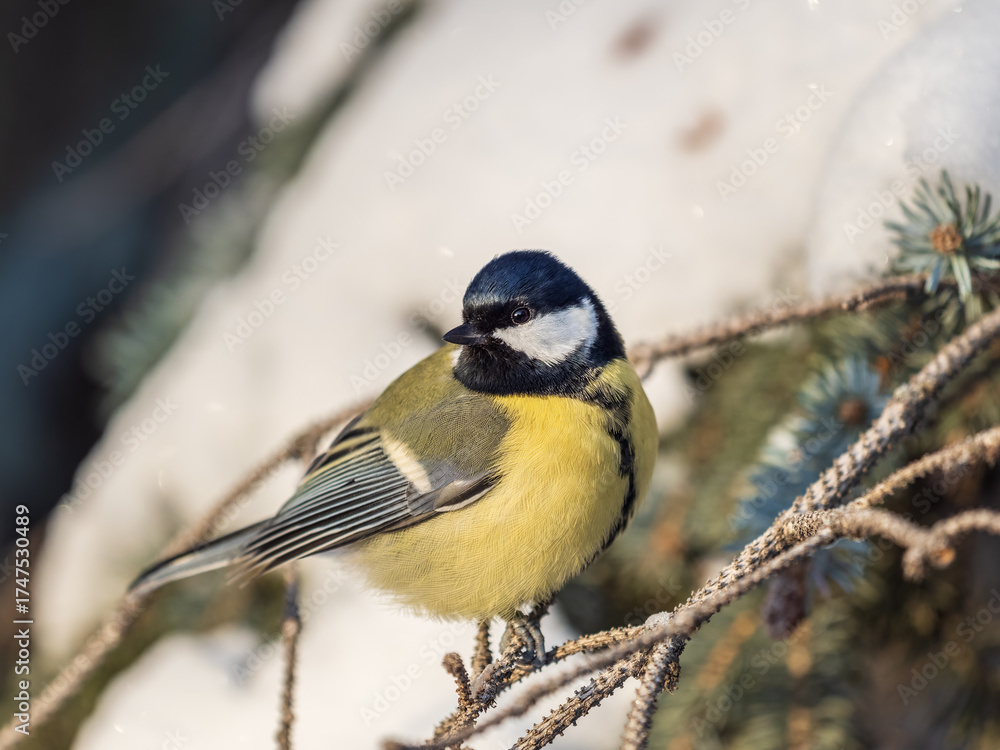 Obraz premium Cute bird Great tit, songbird sitting on the fir branch with snow in winter