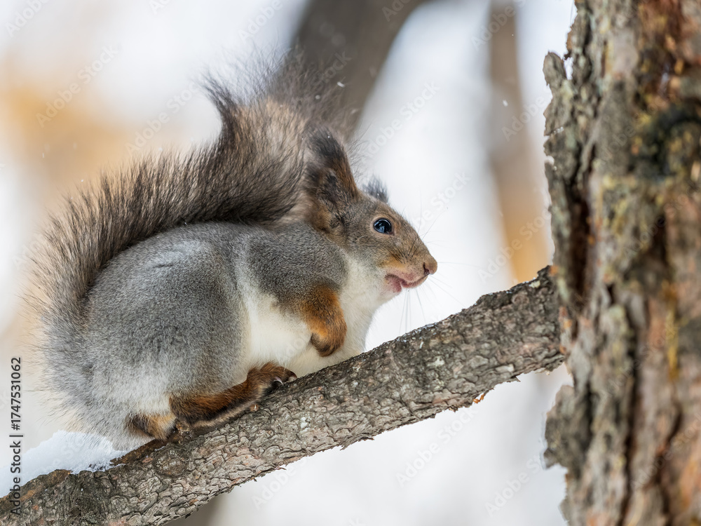 Fototapeta premium Squirrel sits on a branch in Autumn park