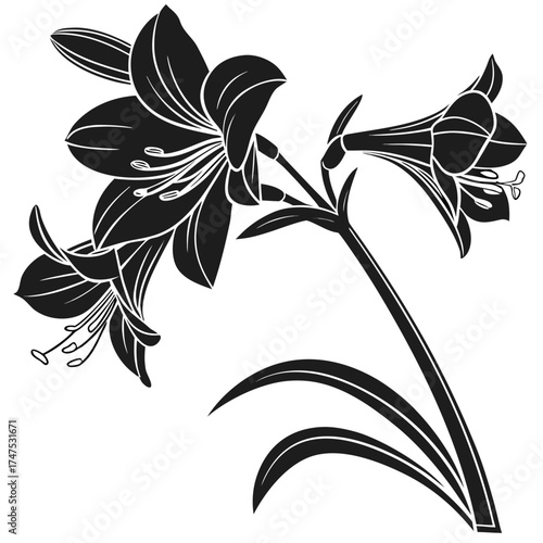 Elegant black and white lily illustration with detailed petals