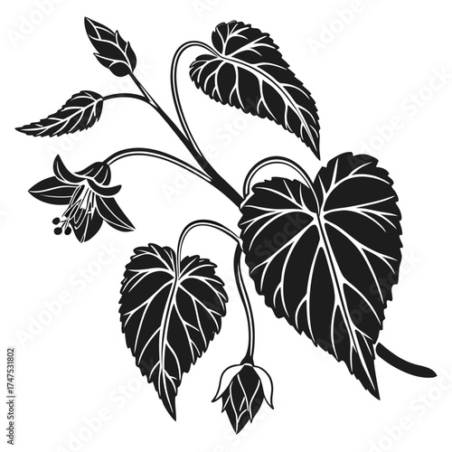 Elegant black silhouette of a fuchsia branch with delicate flowers and buds