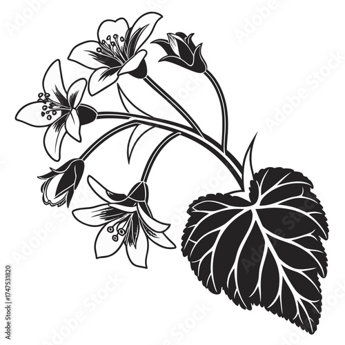 Elegant black and white silhouette of a flowering plant with detailed leaves and buds